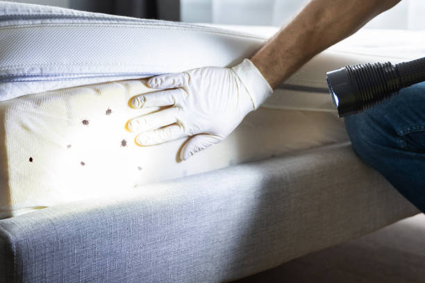 Best Affordable Pest Control Services  in Chenoweth, OR