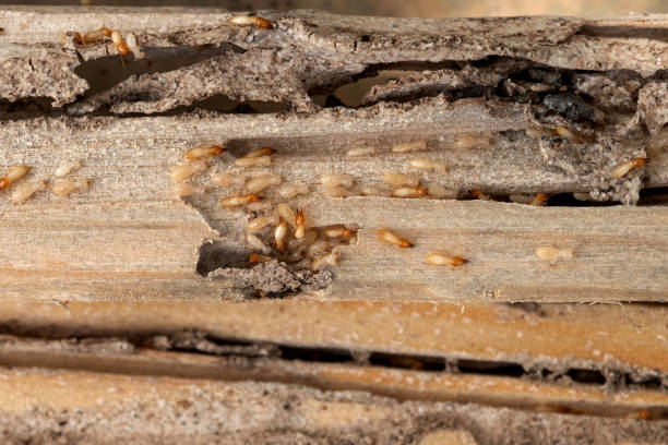 Best Pest Removal Services  in Chenoweth, OR